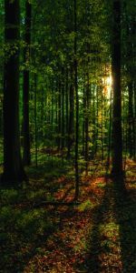 Дверь с фотопечатью Природа П77
